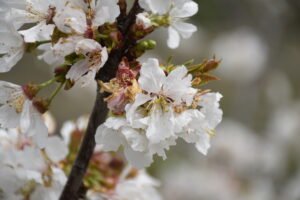 Fotografia de paisajes-Jerte-Extremadura-Cerezo en Flor